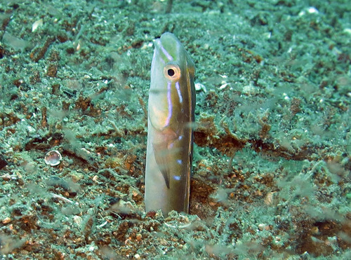 Eel blenny (Xiphasia setifer) — Blenniidae — 5