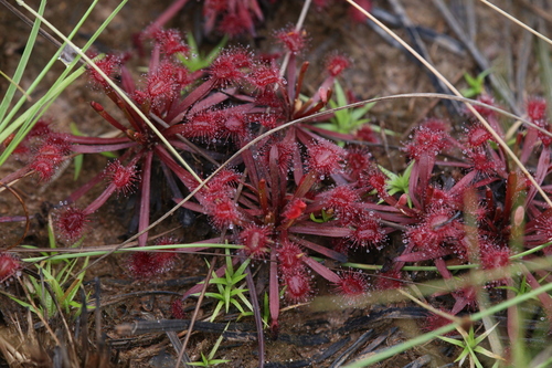 Drosera dilatatopetiolaris