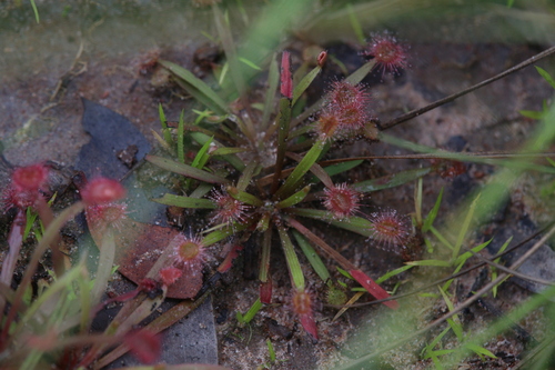 Drosera dilatatopetiolaris