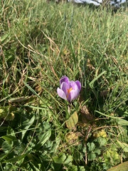 Crocus neapolitanus