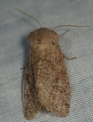 Orthosia rubescens