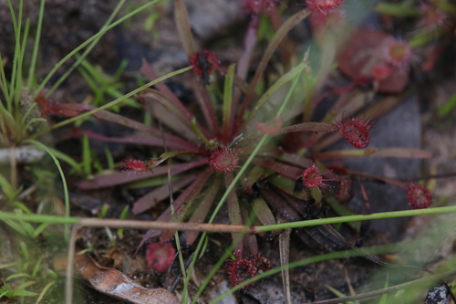 Drosera dilatatopetiolaris