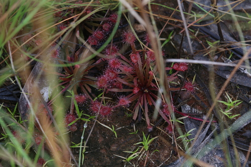 Drosera dilatatopetiolaris