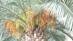 Phoenix dactylifera