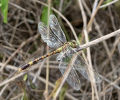 Paragomphus genei