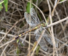Paragomphus genei