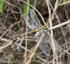 Paragomphus genei