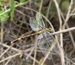 Paragomphus genei