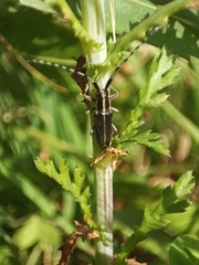 Agapanthia cardui
