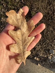 Quercus