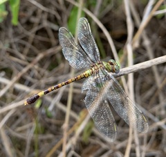 Paragomphus genei