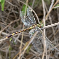 Paragomphus genei