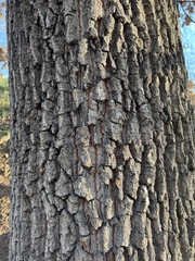 Quercus