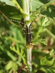 Agapanthia cardui