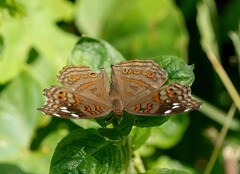 Junonia natalica natalica