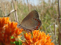 Satyrium titus