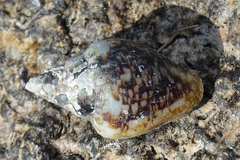 Columbella