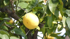 Citrus paridisi