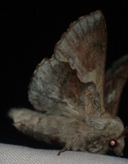 Phyllodesma americana