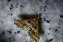 Diasemia