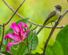 Myiarchus barbirostris