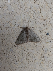 Phigalia strigataria