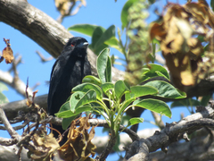 Knipolegus cyanirostris