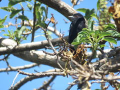Knipolegus cyanirostris