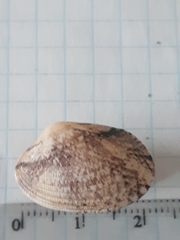 Ruditapes decussatus