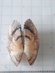 Ruditapes decussatus