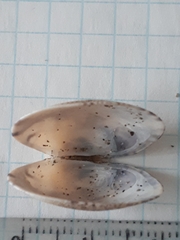 Ruditapes decussatus