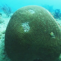 Pseudodiploria strigosa