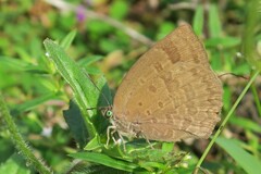 Arhopala