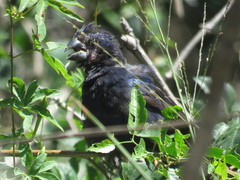 Cyanoloxia brissonii