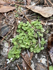 Houstonia procumbens