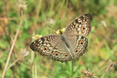 Junonia atlites
