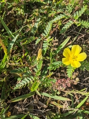 Tribulus cistoides