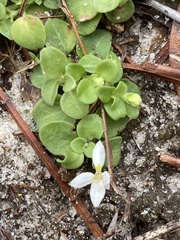 Houstonia procumbens