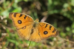 Junonia almana