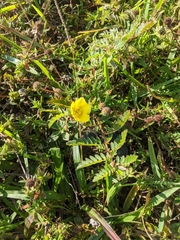Tribulus cistoides