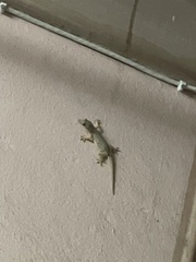 Hemidactylus platyurus