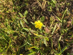 Tribulus cistoides