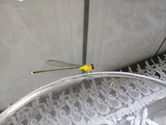 Ischnura capreolus