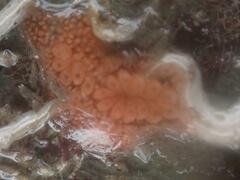 Botryllus schlosseri