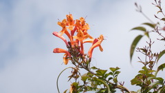 Tecomaria capensis