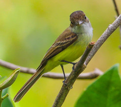 Myiarchus barbirostris