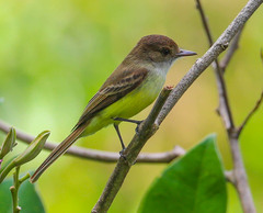 Myiarchus barbirostris