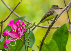 Myiarchus barbirostris