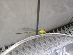 Ischnura capreolus