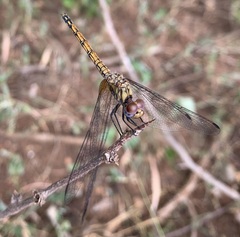 Trithemis werneri
